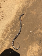 Pituophis melanoleucus