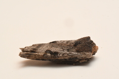 Xylena thoracica