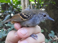 Epinecrophylla leucophthalma