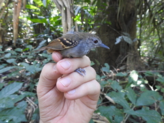 Epinecrophylla leucophthalma