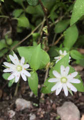 Stellaria corei