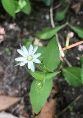 Stellaria corei