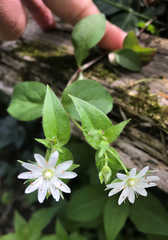 Stellaria corei