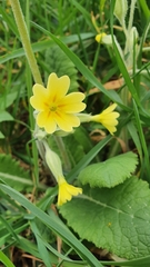 Primula
