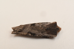 Xylena thoracica