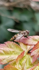 Episyrphus balteatus