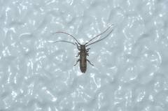 Asaperda agapanthina