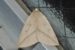 Descoreba simplex