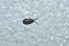 Luprops orientalis
