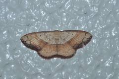 Pylargosceles steganioides