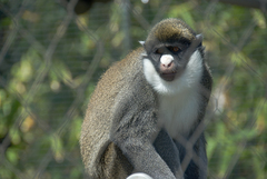 Lesser Spot-Nosed Monkey photo 2