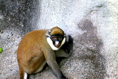 Lesser Spot-Nosed Monkey photo 4