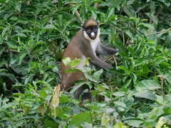 Lesser Spot-Nosed Monkey photo 5
