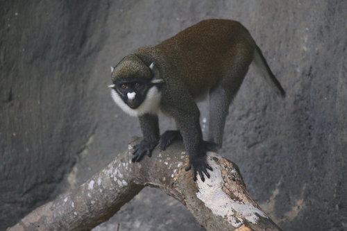 ショウハナジログエノン