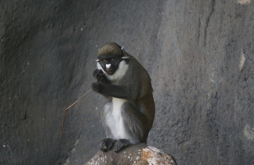 ショウハナジログエノン