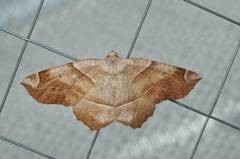 Endropiodes indictinaria