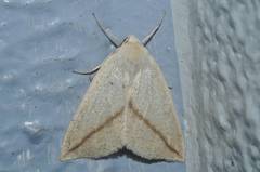 Descoreba simplex