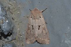 Orthosia carnipennis