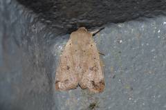 Orthosia lizetta
