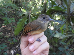 Thamnomanes ardesiacus