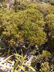 Pherosphaera hookeriana