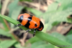 Clytrasoma