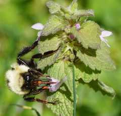 Lamium purpureum