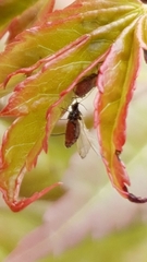 Aphididae