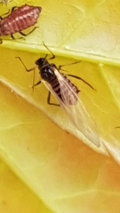 Aphididae