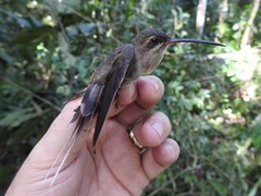Phaethornis malaris