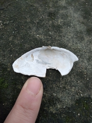 Mya arenaria