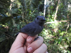 Thamnomanes ardesiacus