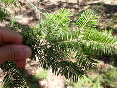 Abies balsamea image