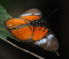 Pseudacraea dolomena