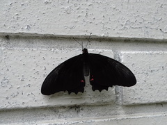 Heraclides anchisiades