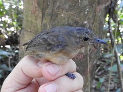 Myrmotherula menetriesii
