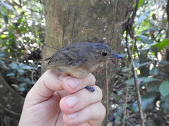 Myrmotherula menetriesii