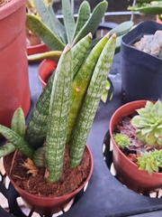 Sansevieria eilensis