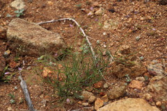 Heliophila variabilis