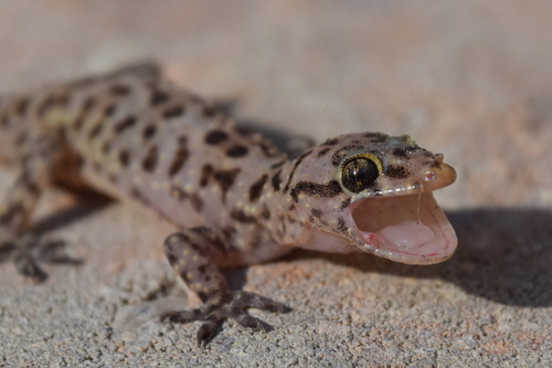 Mediterranean House Gecko, photo 7 of 7