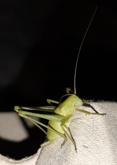 Odontura glabricauda