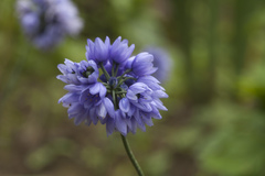 Allium sikkimense