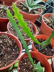 Disocactus ackermannii