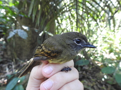 Ramphotrigon fuscicauda