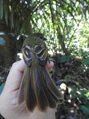 Ramphotrigon fuscicauda