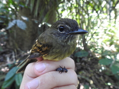 Ramphotrigon fuscicauda