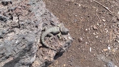 Sceloporus mucronatus