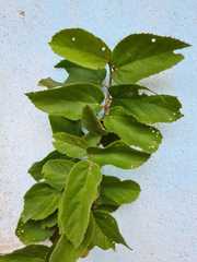 Helicteres baruensis