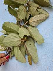 Helicteres baruensis