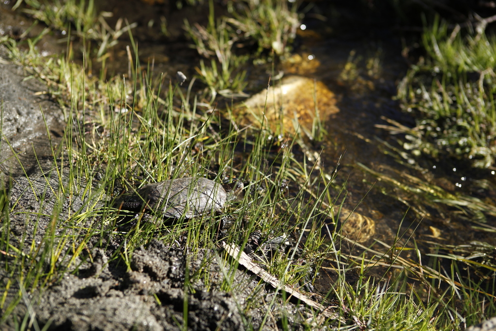 Northwestern Pond Turtle in May 2010 by xanderzee · iNaturalist